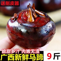 广西马蹄荸荠新鲜特大果即食脆甜应当季荔珍珠马蹄浦整箱水果蔬菜