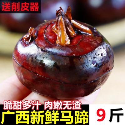 广西马蹄荸荠新鲜特大果即食脆甜应当季荔珍珠马蹄浦整箱水果蔬菜