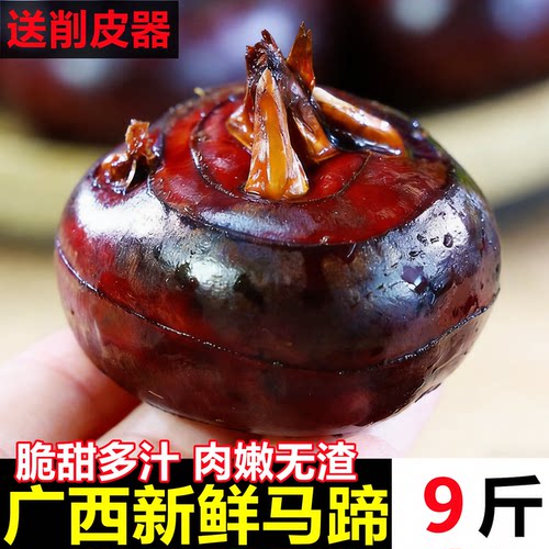 【广西新鲜大马蹄】已上热销榜！