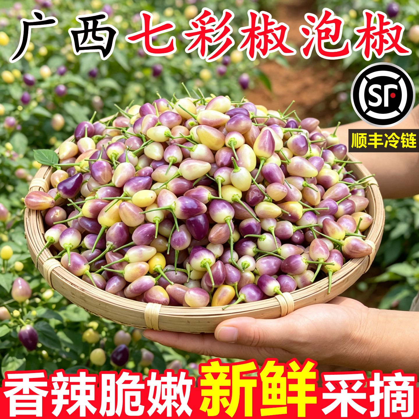 【广西七彩椒泡椒】已上热销榜！