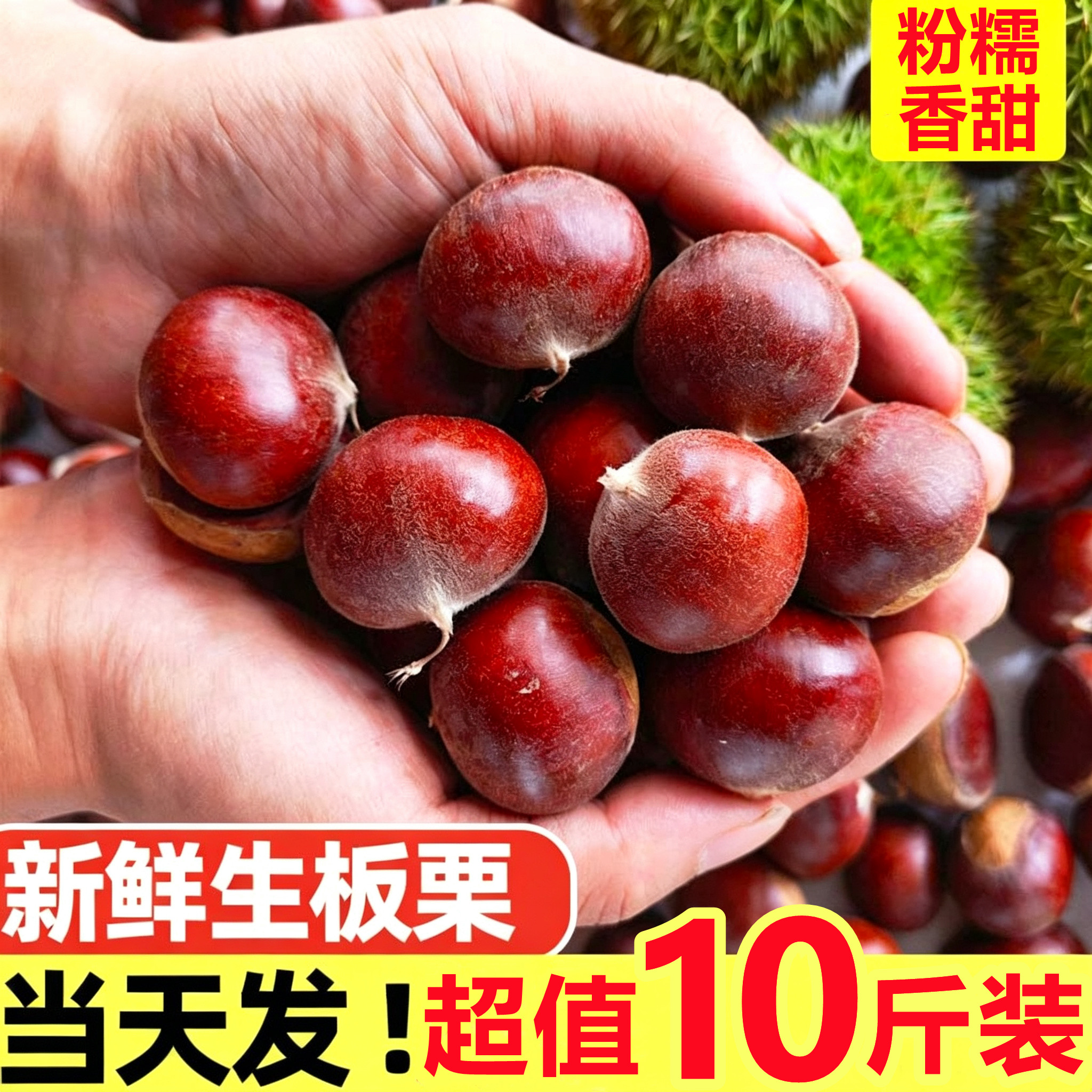 【板栗生新鲜栗子】已上热销榜！