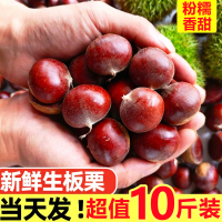 2026新鲜板栗油栗子生新鲜毛栗子10斤丹东板栗球当季时令蔬菜整箱