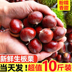 2026新鲜板栗油栗子生新鲜毛栗子10斤丹东板栗球当季时令蔬菜整箱