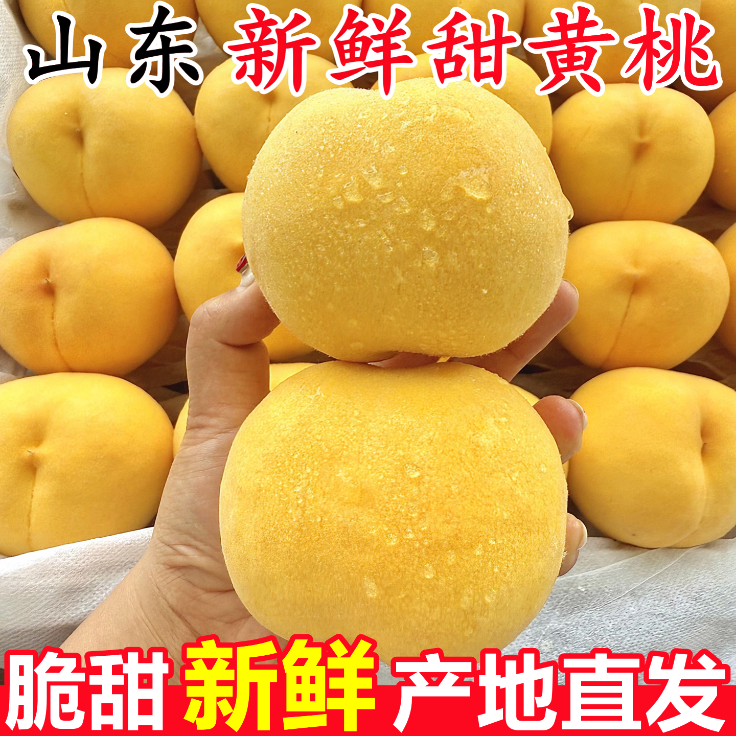 【山东新鲜黄毛桃】已上热销榜！