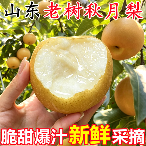 正宗山东莱阳老树果园秋月梨