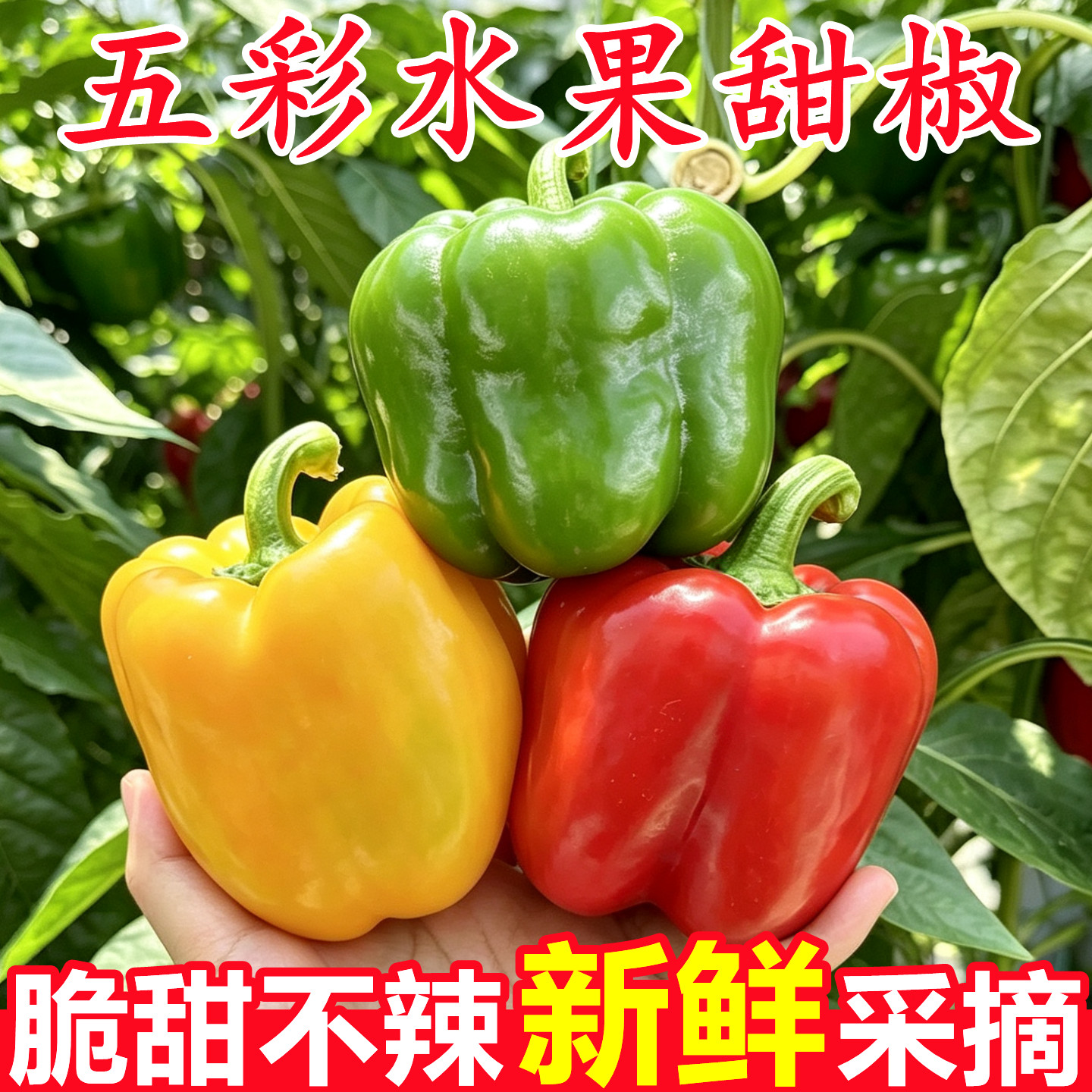 【五彩水果甜椒】已上热销榜！
