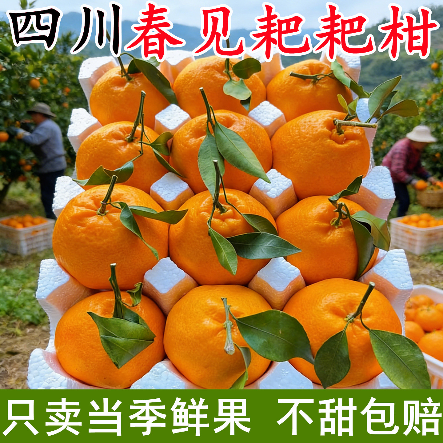 正宗四川春见耙耙柑10斤当季时令水果时令粑粑柑产地新鲜发货整箱