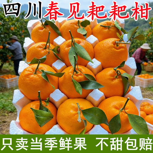 【四川春见耙耙柑】已上热销榜！