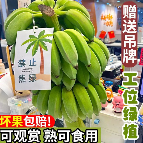 整串禁止蕉绿水培香蕉送卡片