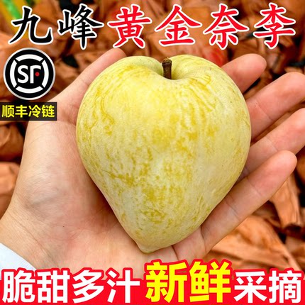 正宗韶关九峰黄金奈李新鲜5斤应当季蜂糖脱骨李子孕妇山水果整箱