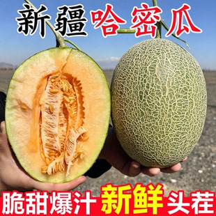 新疆哈密瓜新疆正宗原产地发货老汉瓜9斤应当季新鲜孕妇水果整箱