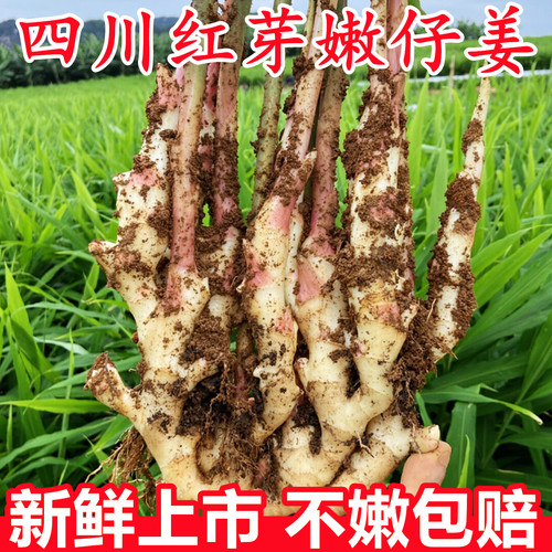 【四川红芽嫩仔姜】已上热销榜！