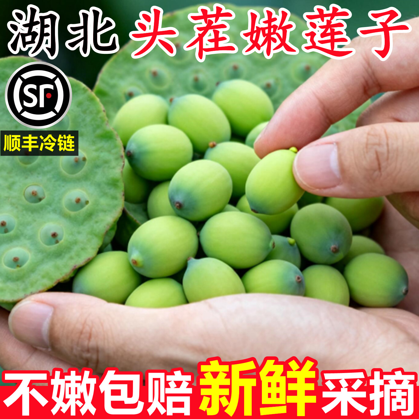【湖北新鲜莲子莲蓬】官方推荐!