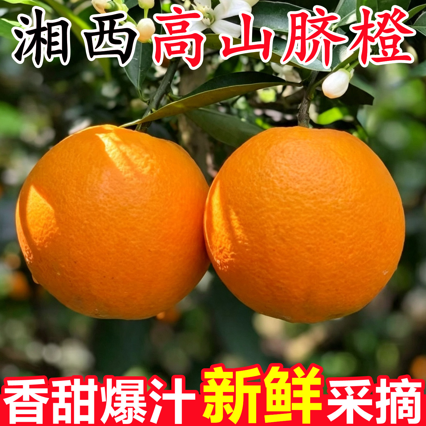 【正宗湖南湘西脐橙】官方推荐！