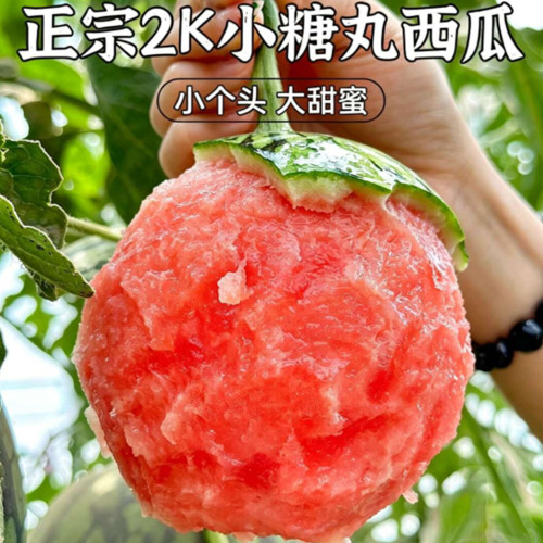 【2K小糖丸西瓜】已上热销榜！