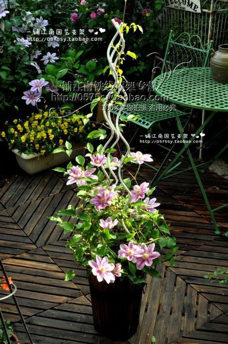 忖塑S型铁线莲月季架 旋转滕本植物爬藤架 可随意组合 3根起拍