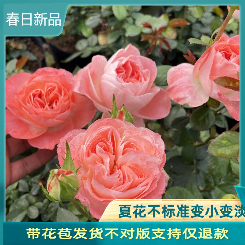 诺娃阳台鲑鱼粉色大花四季开 花微型月季玫瑰绿植盆栽庭院花卉