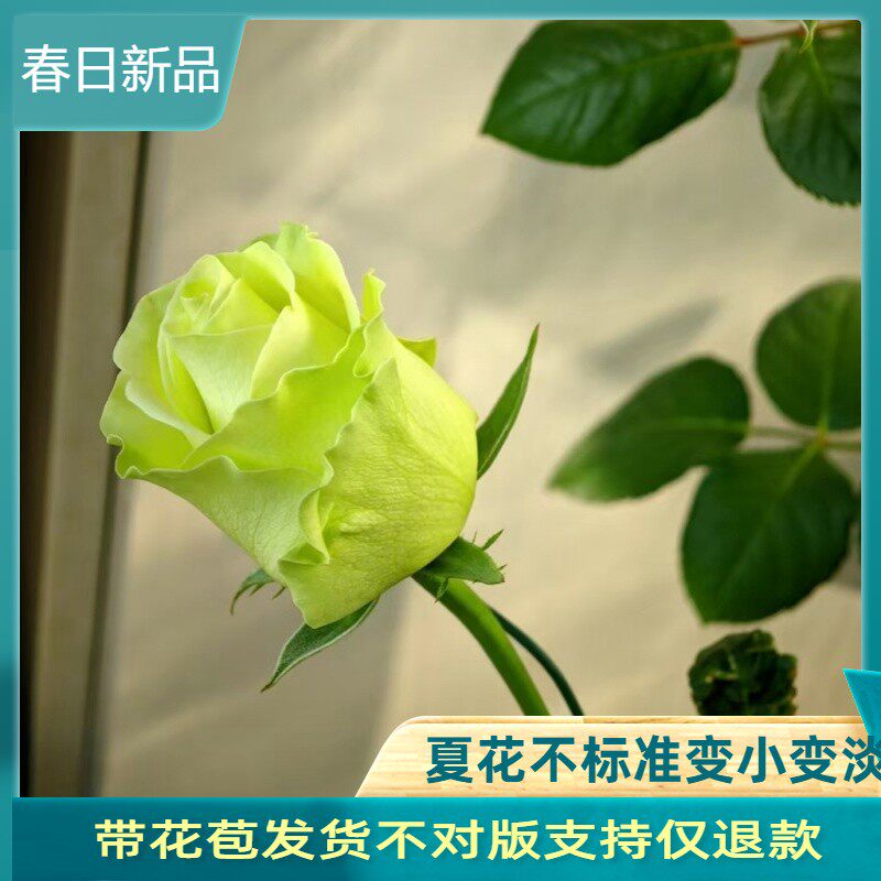 切花小乔 绿色渐变淡黄花朵月季花苗四季开别墅花卉玫瑰盆栽天狼