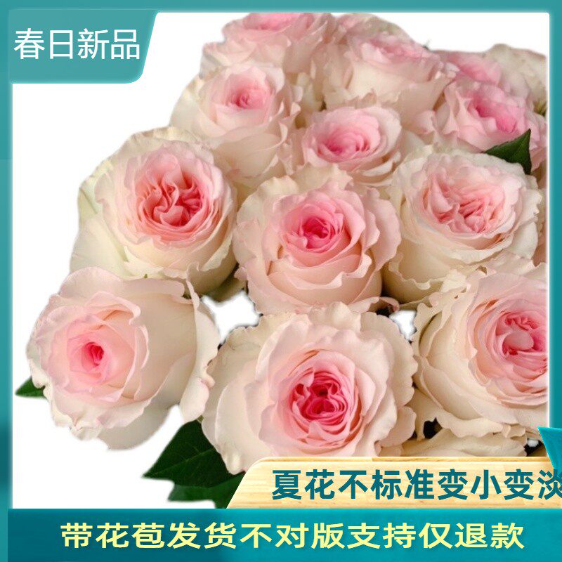 洛神 新品灌木切花月季玫瑰花苗抗病勤花多季开花盆栽花卉 波浪边