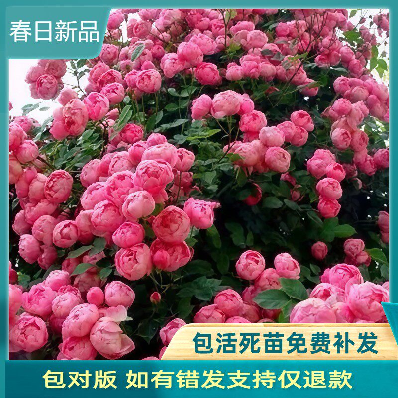艾拉绒球藤本月季花苗爬藤植物庭院大花浓香玫瑰盆栽花卉蔷薇大苗