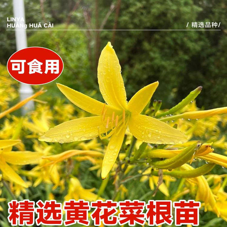 黄花菜根苗高产金针黄花菜种植苗金针花种苗庭院种植黄花菜幼苗