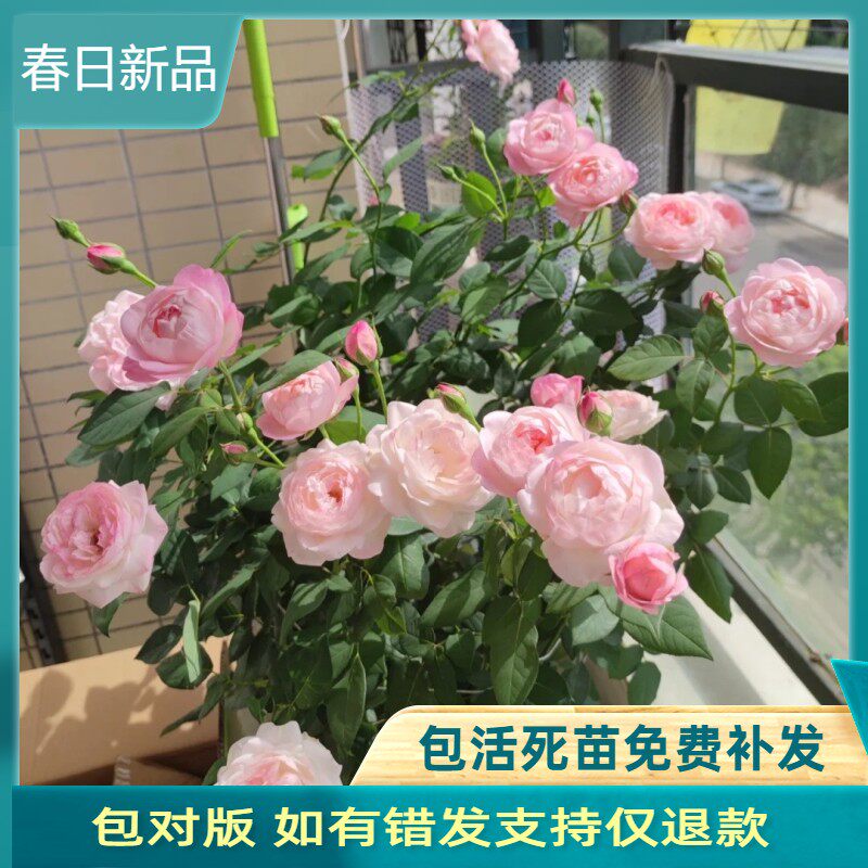 草莓杏仁饼直立灌木浓香月季盆栽勤花抗病花卉植物天狼阳台盆栽