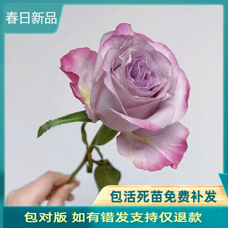 气场 复古灰紫色调 超新品扦插高级切花玫瑰花苗盆栽地栽月季花苗