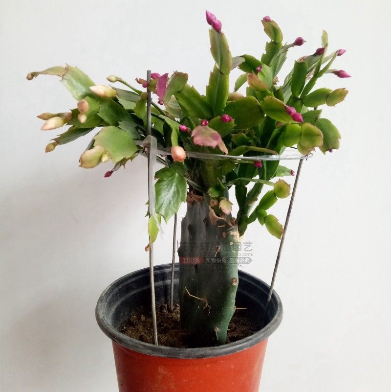 多色叶仙嫁接蟹爪兰盆栽阳台多肉仙人掌双层砧木单层叶片冬季观花
