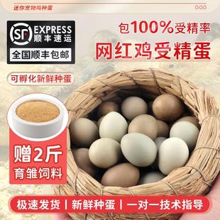 宠物鸡受精蛋迷你鸡受精卵网红鸡可孵化鸡蛋纯白礼服品种纯孵化卵