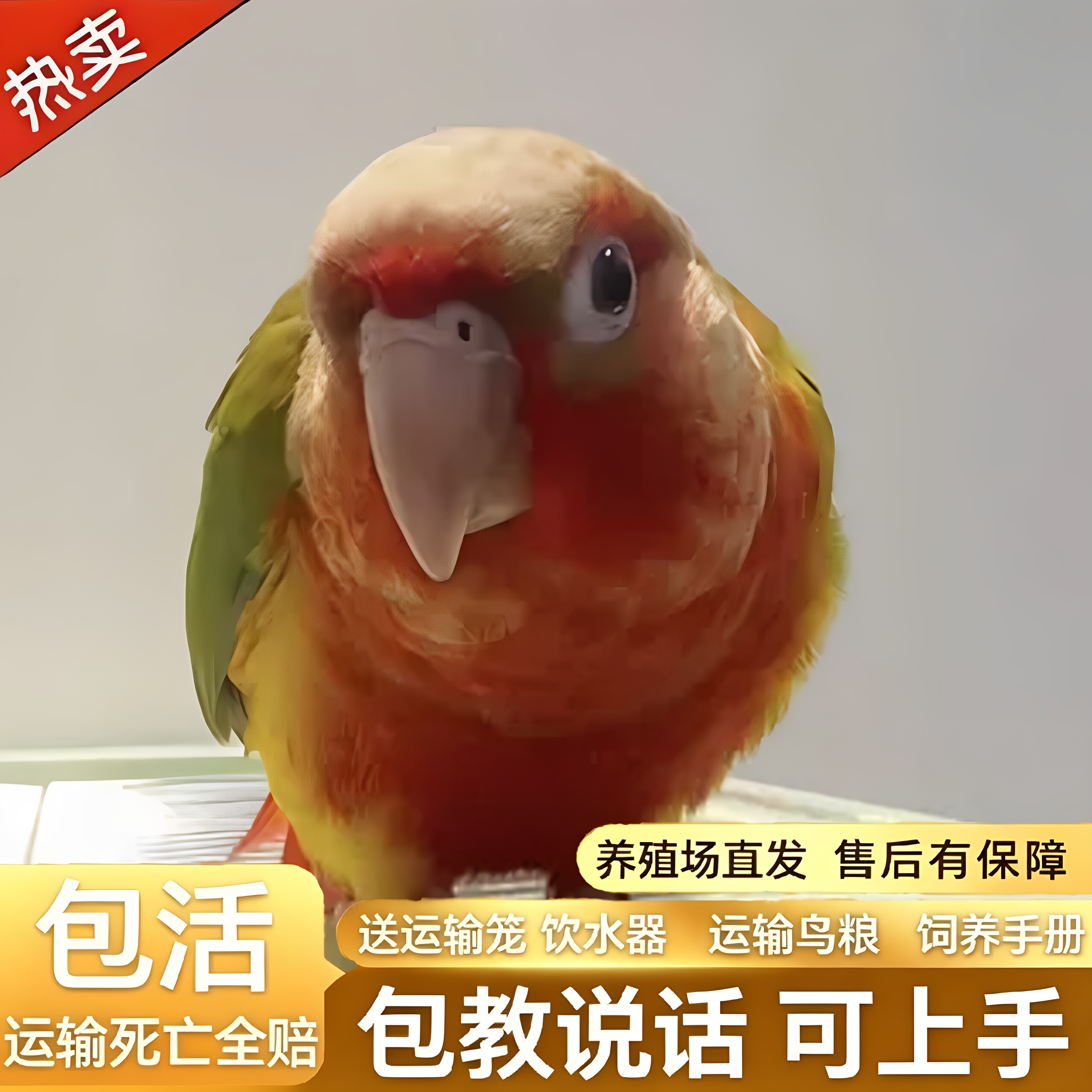 鹦鹉活鸟活物家养宠物小鸟中小型会说话手养小太阳鹦鹉包活