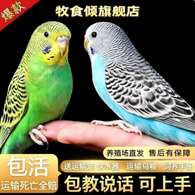【包教说话】鹦鹉活鸟虎皮鹦鹉