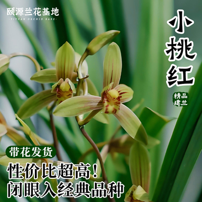 建兰小桃红兰花苗夏带花苞