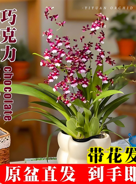 泰国巧克力梦香水文心兰冬带花箭彩白色花卉盆栽洋兰花苗好养绿植