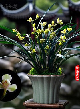 建兰花苗中华水仙夏带花苞好养