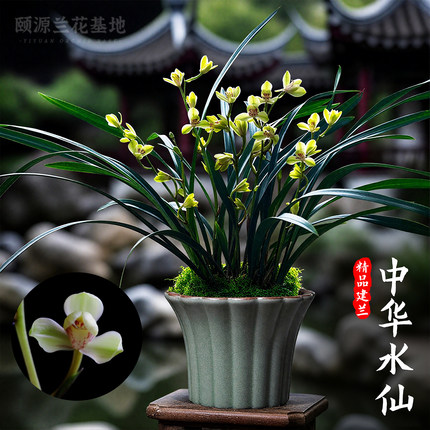 超香建兰花苗中华水仙夏带花苞出售 好养年宵花室内绿植花卉盆栽