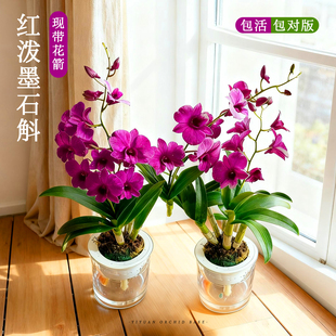 水培名贵兰花 香水红泼墨石斛兰盆栽带花苞四季开花客厅花卉绿植