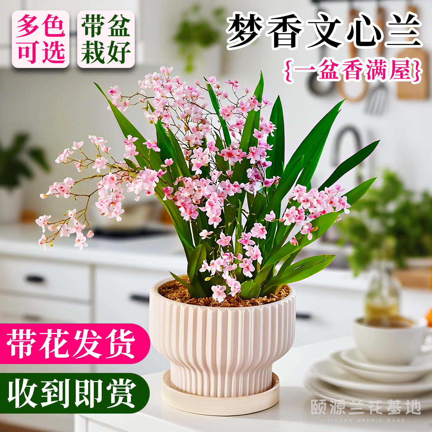 颐源香水梦香文心兰花苗 现带花剑浓香年宵水培花卉懒人盆栽绿植