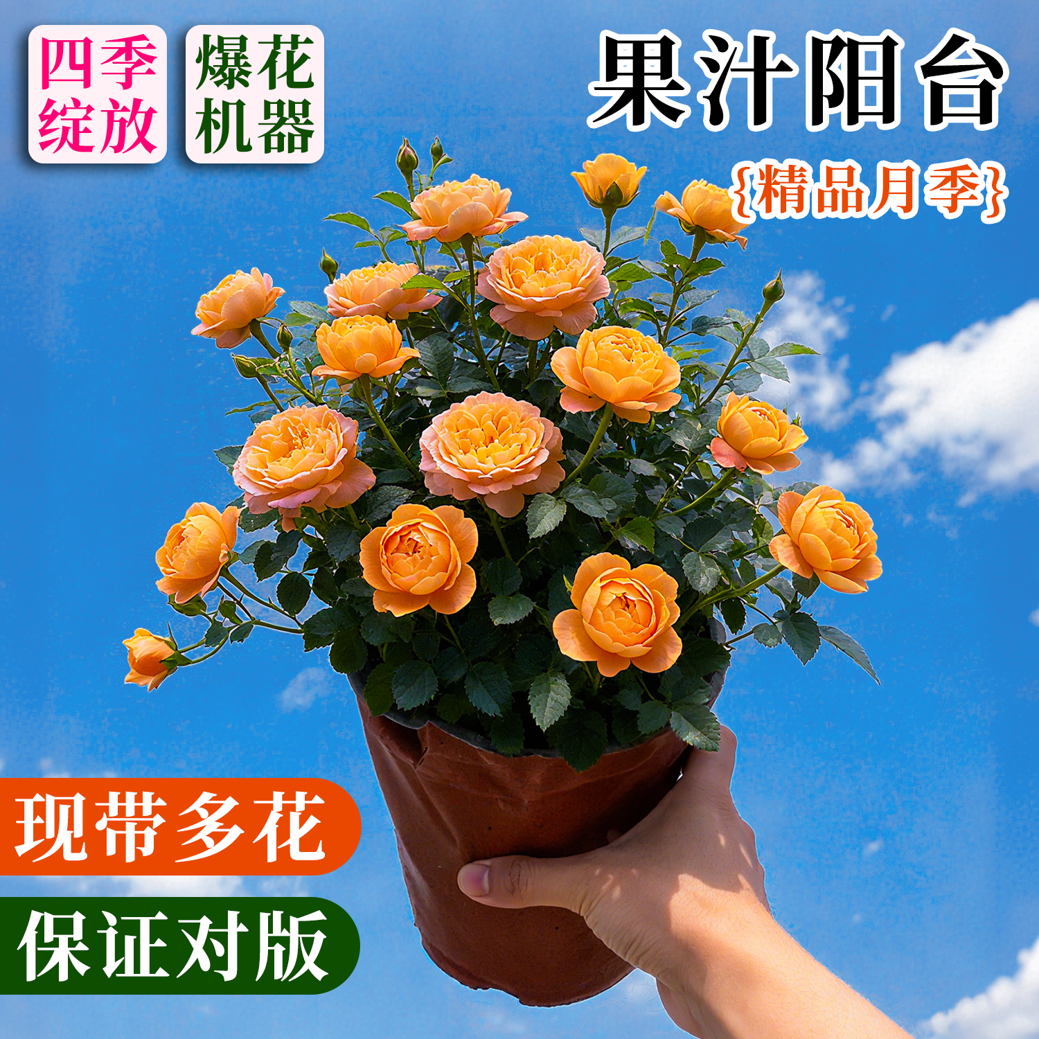 果汁阳台月季花苗超微现带多花