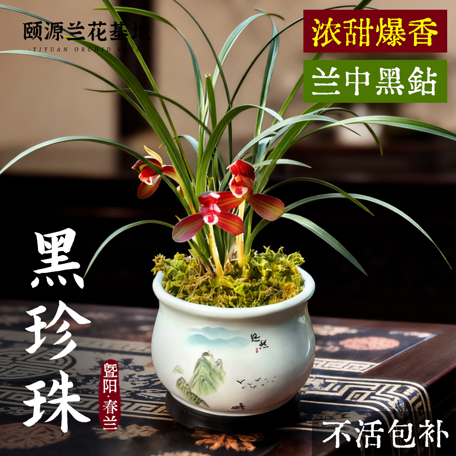 春兰浓香兰花苗春带花苞宋梅绿云