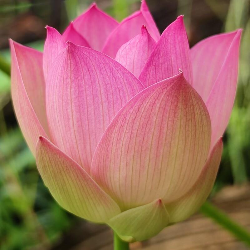 荷花藕苗彩妆丰花碗莲种藕苗子盆栽室内阳台庭院鱼池植物开花植物