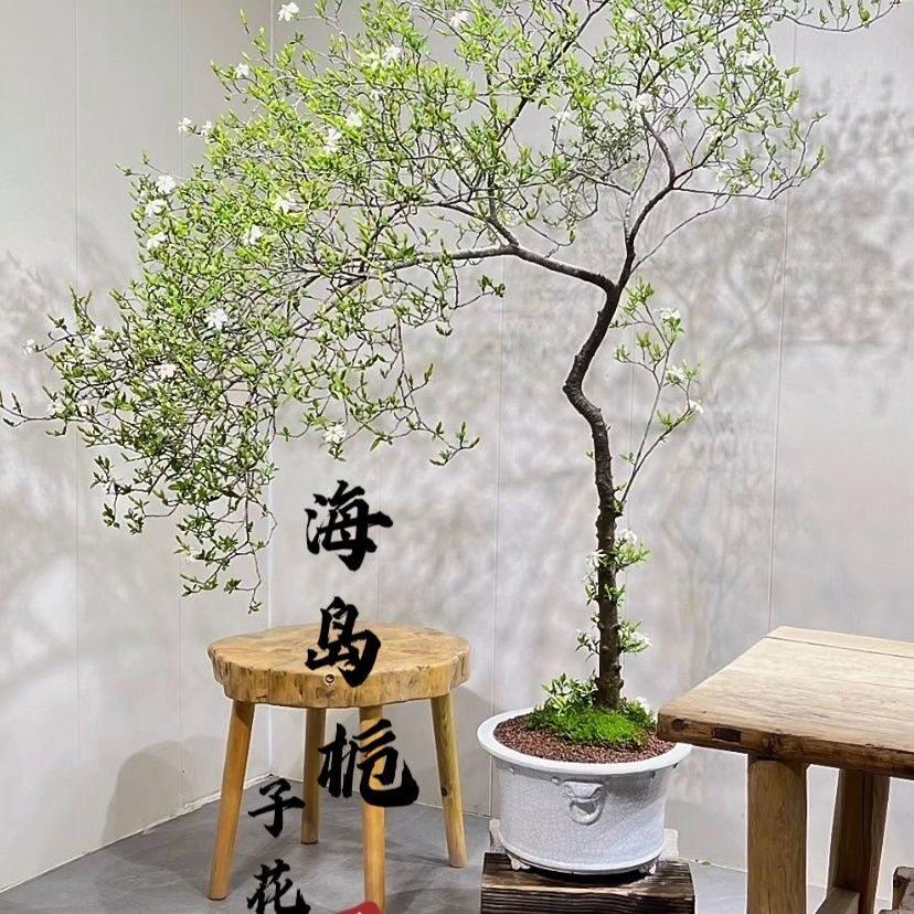 精品海岛栀子花春花专业盆景素材老桩室内客厅造景盆栽一物一拍