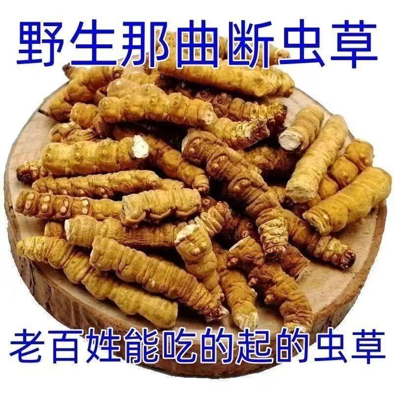 正宗野生冬虫夏草冬虫草断虫草大断虫草滋补泡酒天然新鲜泡酒