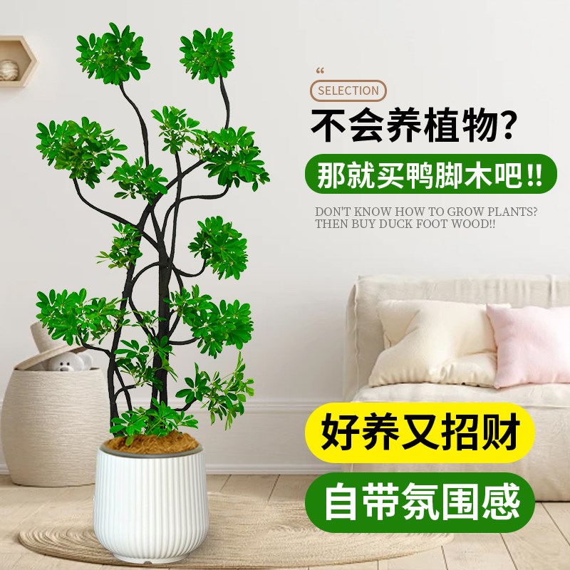 造型鸭脚木客厅大盆栽老桩鸭掌木室内落地式大型四季常青真花绿植