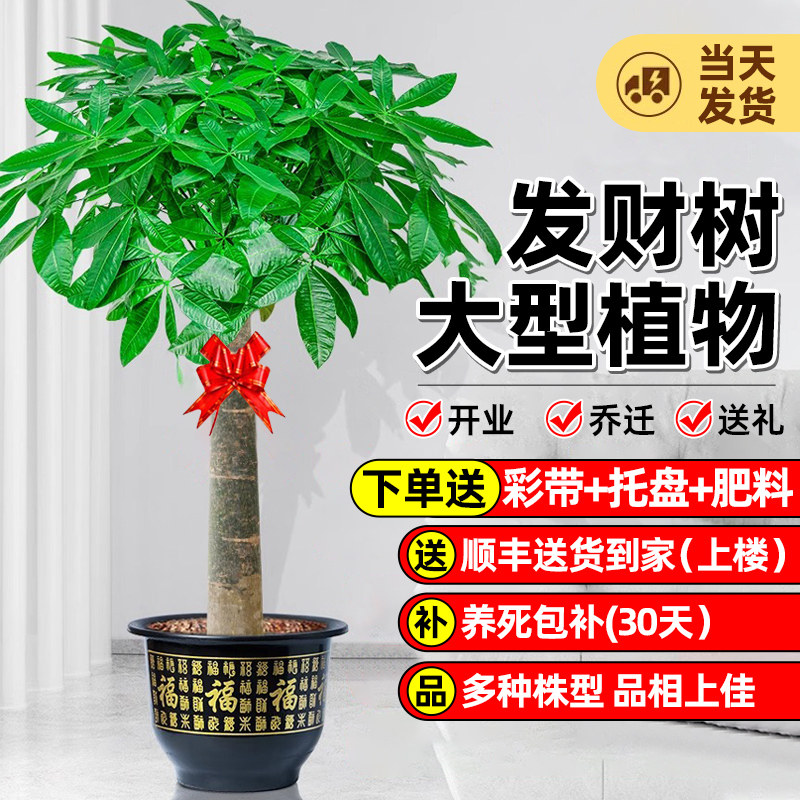 发财树客厅盆栽大棵步步高招财树室内大型绿植物办公室乔迁开业