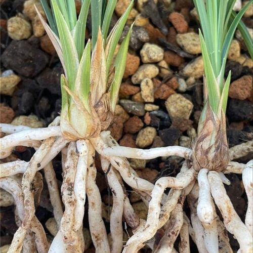 翠花家福利兰花花土,,养兰花的基质,硬植料,傻瓜式轻松养兰花
