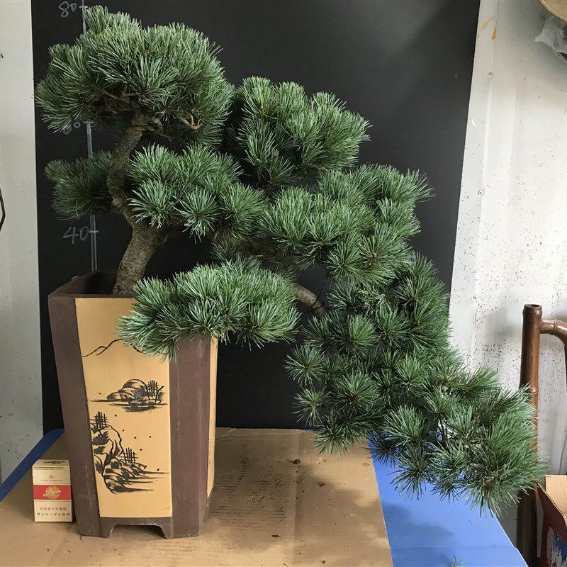 老盆五针松盆景一图一拍阳台庭院客厅造型盆栽老桩迎客松四季常青