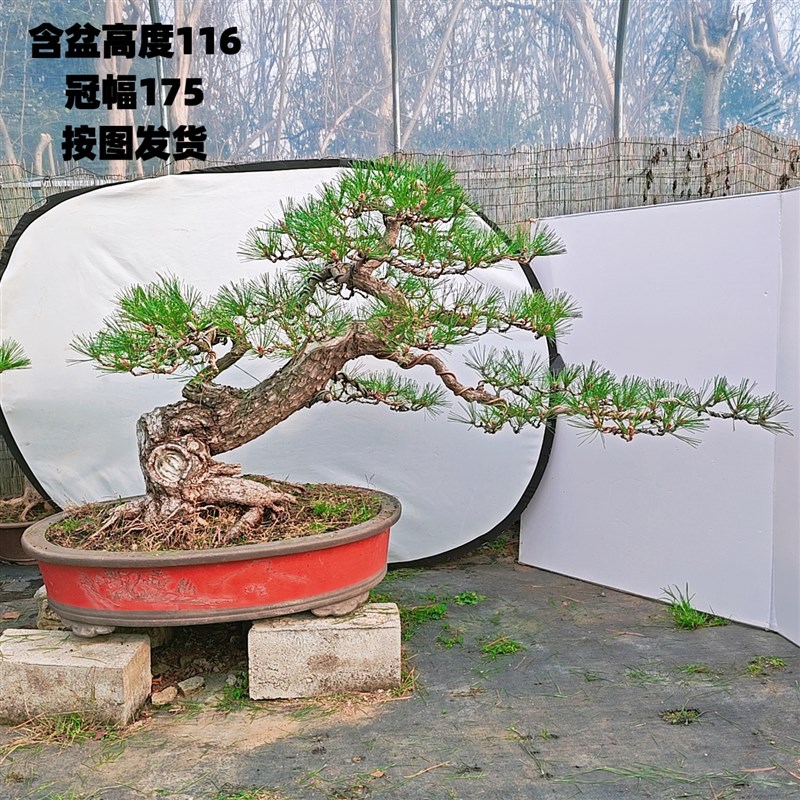 原生老桩黑松盆景 造型黑松 短针黑松庭院客厅造型盆景 一图一拍