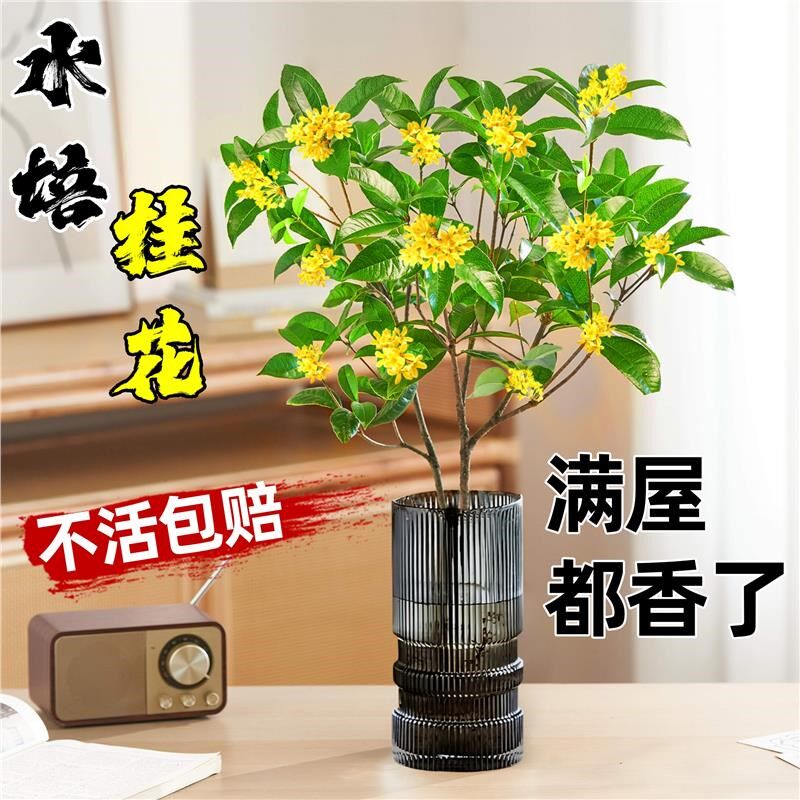 水培桂花盆栽树苗带花苞浓香室内办公室桌面水养四季桂花绿植花卉