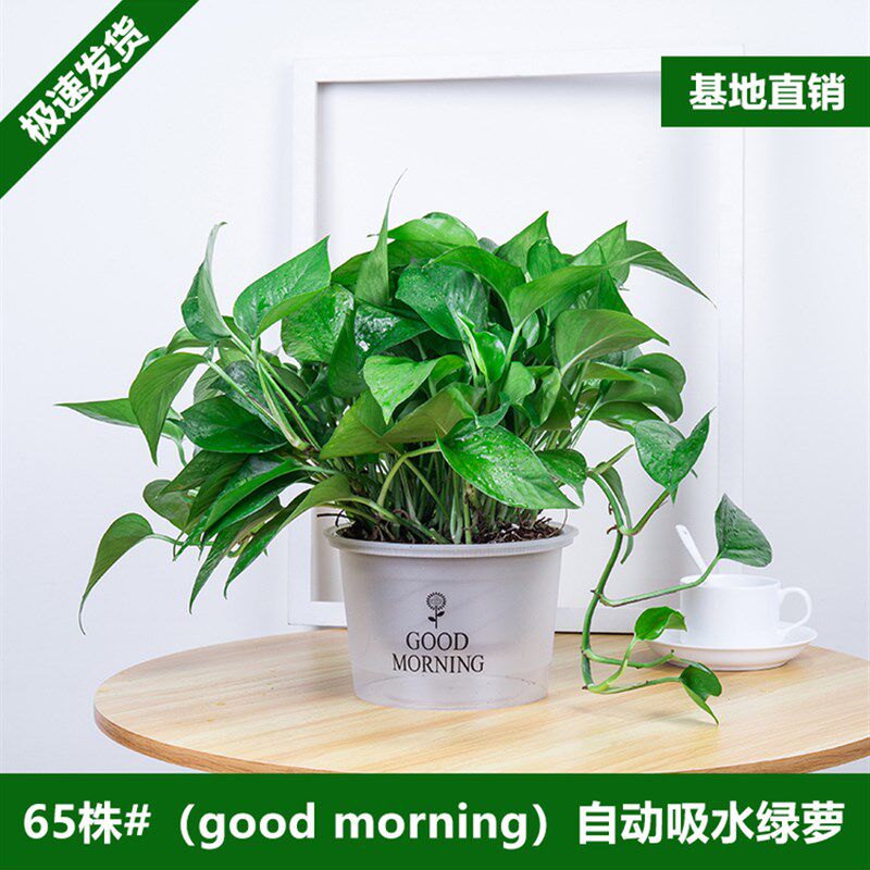 新房绿萝盆栽室内植物净化空气绿植客厅大叶长藤绿箩好养花卉吊兰
