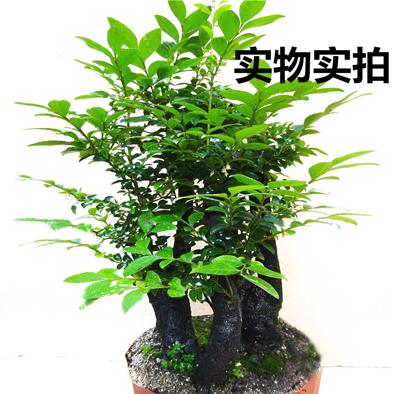 名贵小叶紫檀植物树桩绿植盆景 室内客厅办公室盆栽花卉四季常青